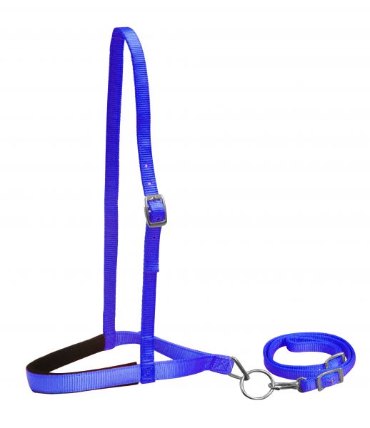 Ensemble de sangles d'arrimage en nylon bleu