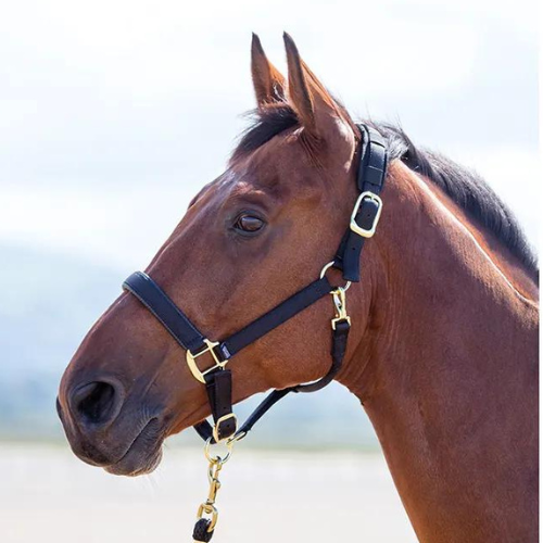 Licol de sécurité en nylon Topaz Shires pour poney