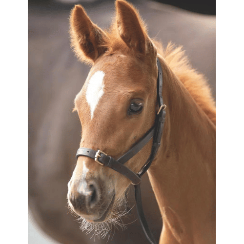 Slip pour poulain en cuir Blenheim