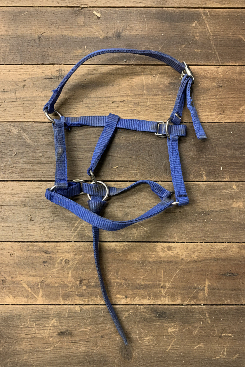 Mini/Foal Halter