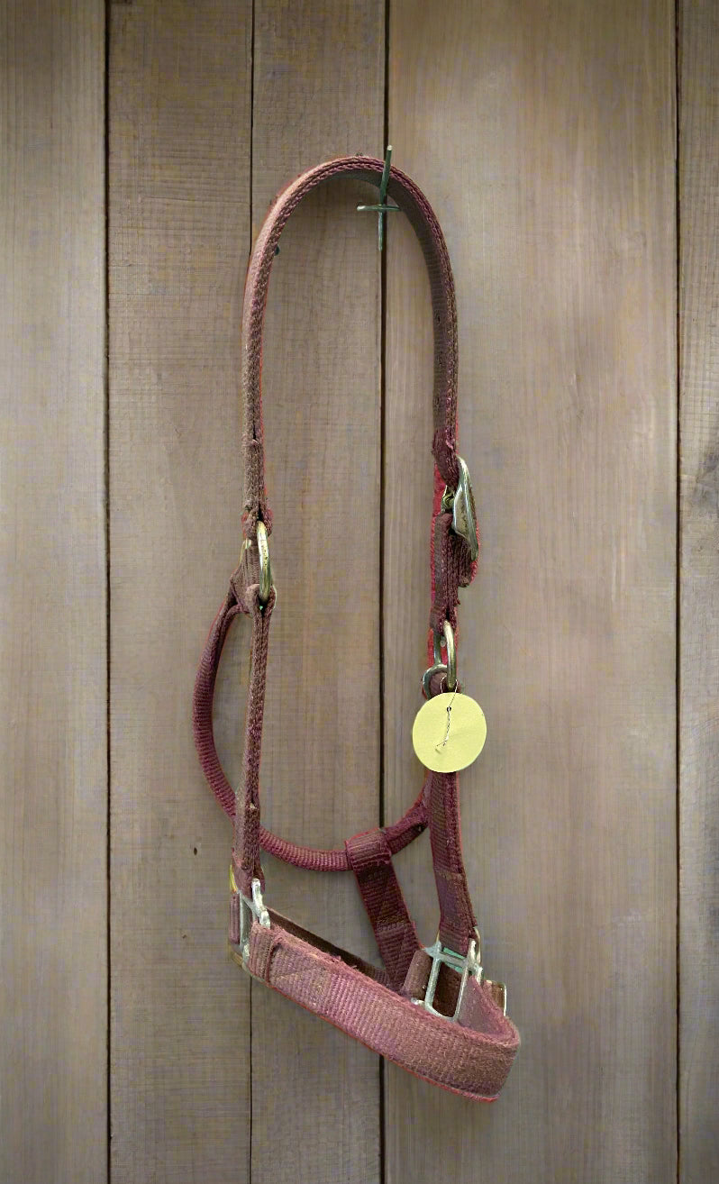 Nylon Halter-Horse