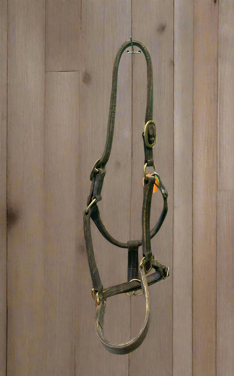 Leather Halter- Warmblood