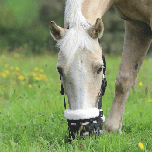 Comfort Web Muzzle