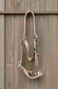 Nylon Halter- Pony