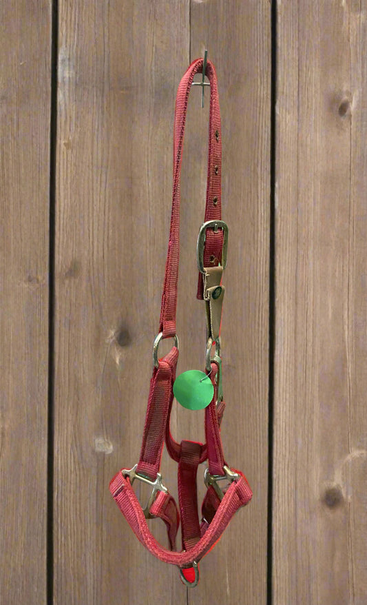 Nylon Halter w/Breakaway Tab-Horse