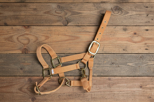 Peach Yearling Halter