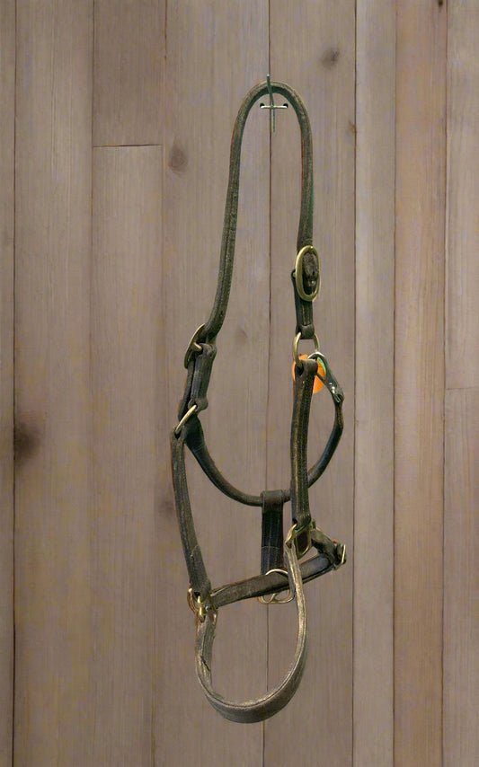Leather Halter- Warmblood