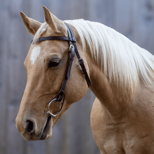 Velociti Browband Headstall