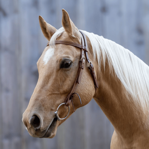 Velociti Browband Headstall